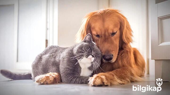 Kedi Köpek Sahipleri, Kedi Ve Köpek Nasıl Anlaşır  Evcil Hayvanlar Kedi Bakımı